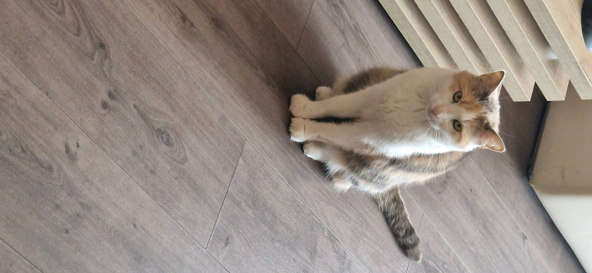 Loona a rejoint le concours — aidez-le/la à gagner de superbes lots ! carnivore, cat, companion_dog, dog_breed, domestic_short_haired_cat, fawn, felidae, floor, flooring, fur, grey, hardwood, paw, plank, small_to_medium_sized_cats, tail, whiskers, wood, wood_flooring, wood_stain