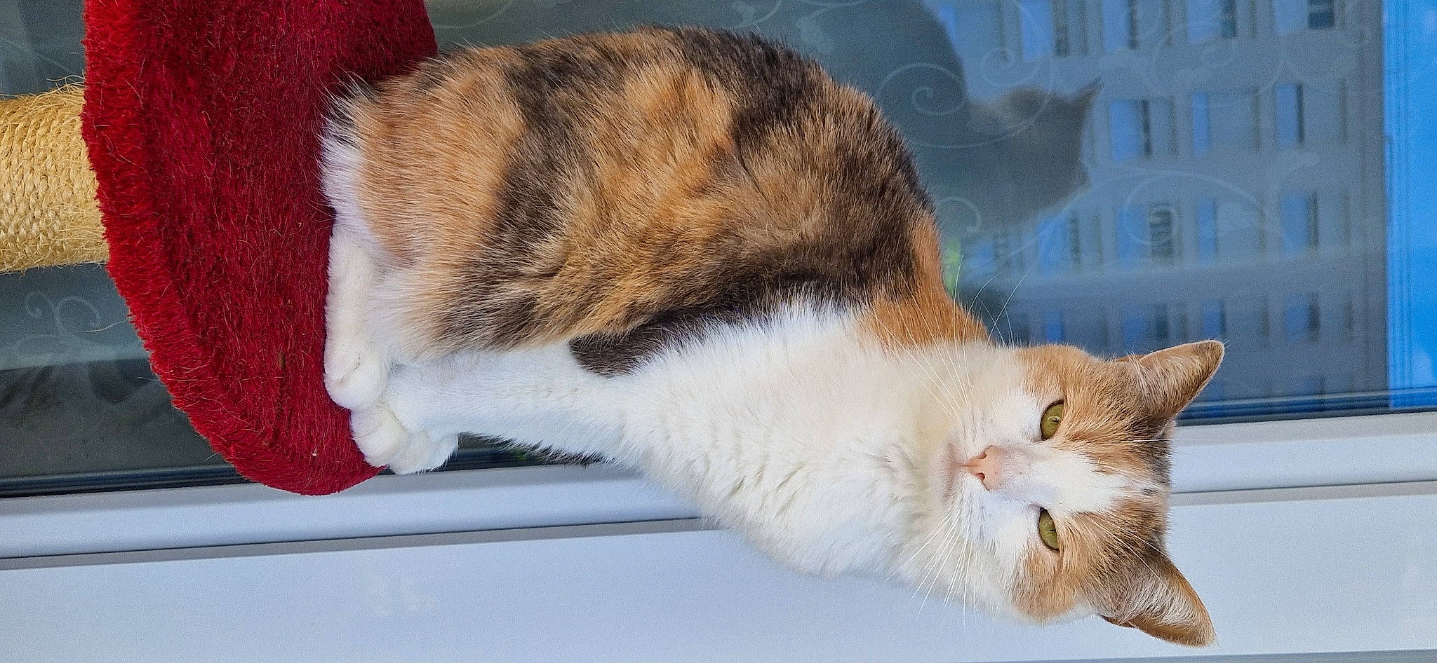 Loona a rejoint le concours — aidez-le/la à gagner de superbes lots ! carnivore, cat, claw, comfort, domestic_short_haired_cat, felidae, fur, paw, small_to_medium_sized_cats, snout, tail, vertebrate, whiskers, window