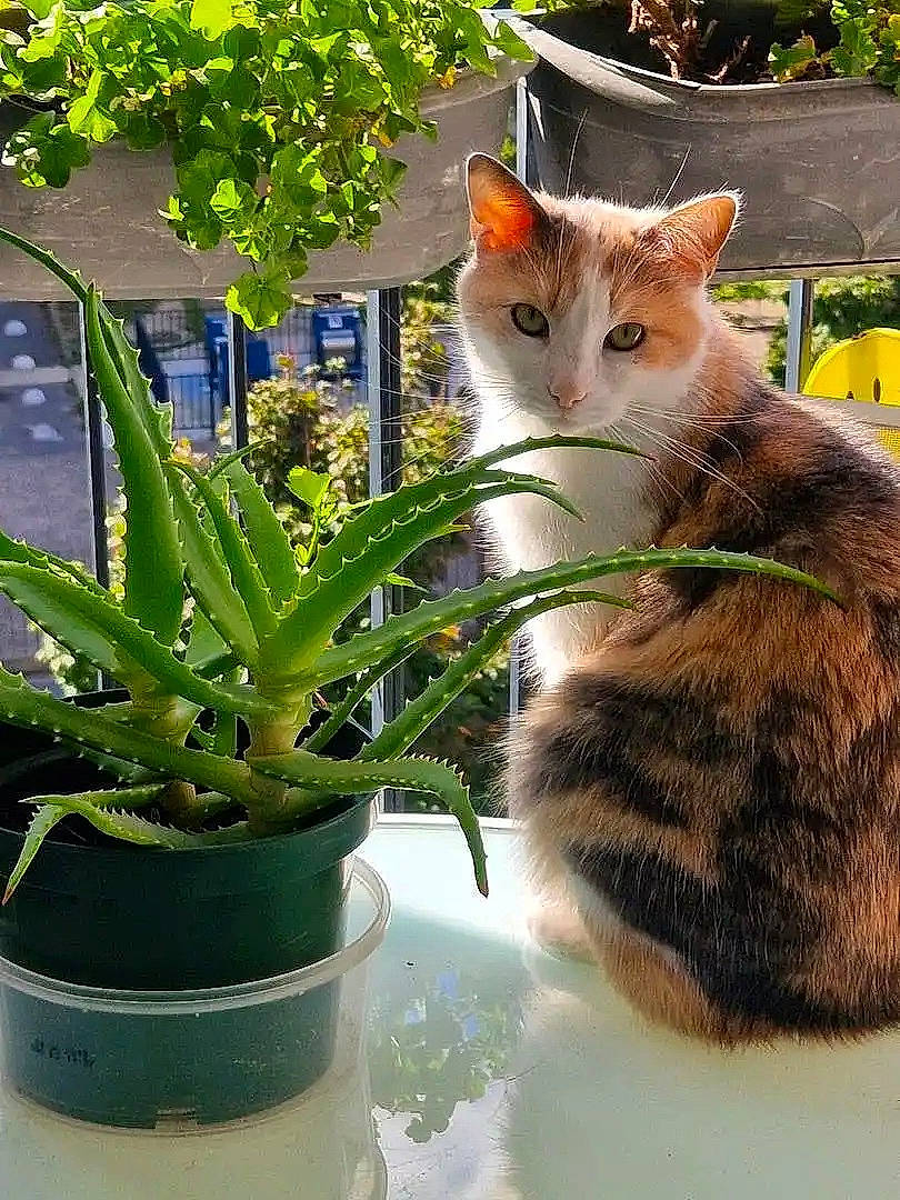 Loona a rejoint le concours — aidez-le/la à gagner de superbes lots ! botany, carnivore, cat, domestic_short_haired_cat, fawn, felidae, flowerpot, garden, grass, houseplant, organism, plant, small_to_medium_sized_cats, tail, terrestrial_plant, tree, vertebrate, whiskers, window, wood
