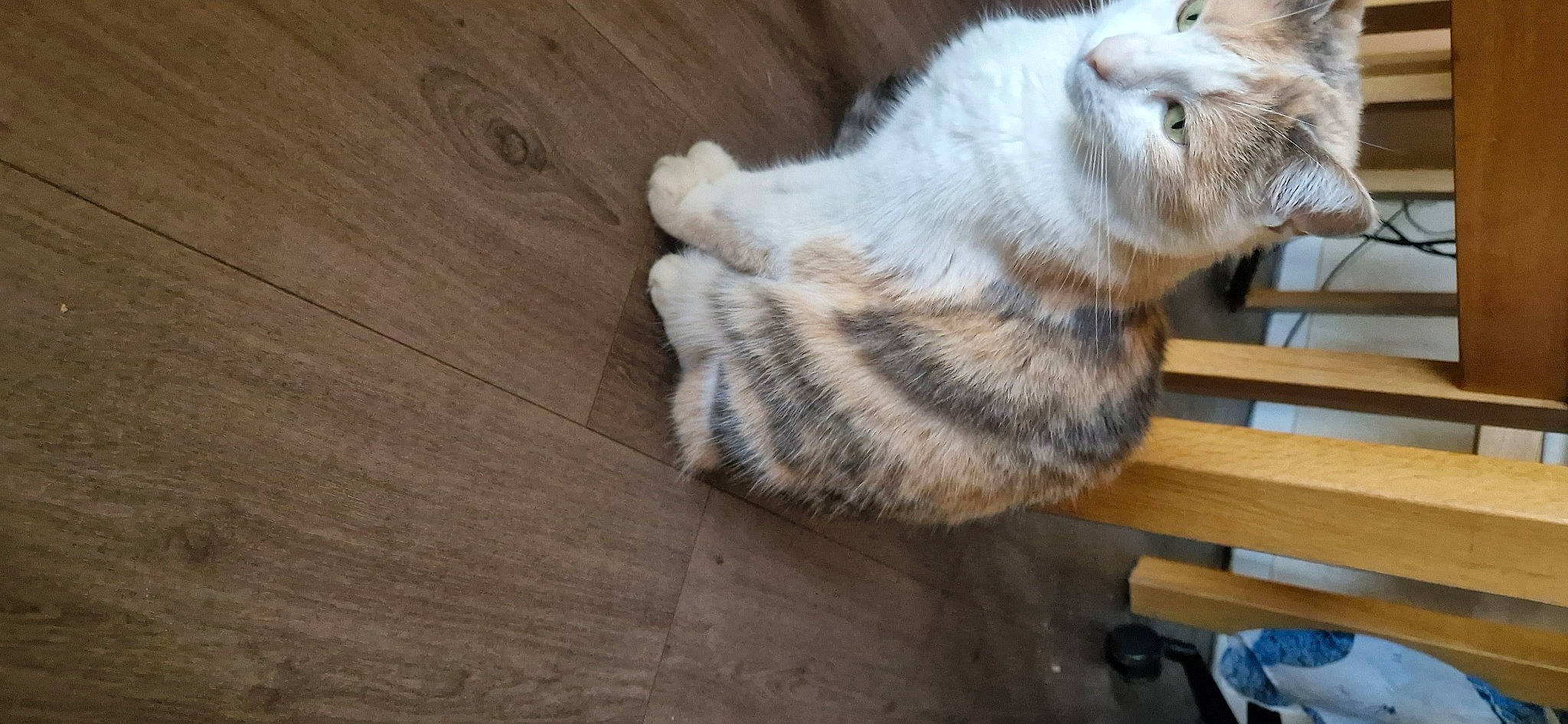 Loona a rejoint le concours — aidez-le/la à gagner de superbes lots ! carnivore, cat, claw, comfort, domestic_short_haired_cat, felidae, flooring, fur, hardwood, paw, plank, small_to_medium_sized_cats, tail, terrestrial_animal, varnish, whiskers, window, wood, wood_flooring, wood_stain