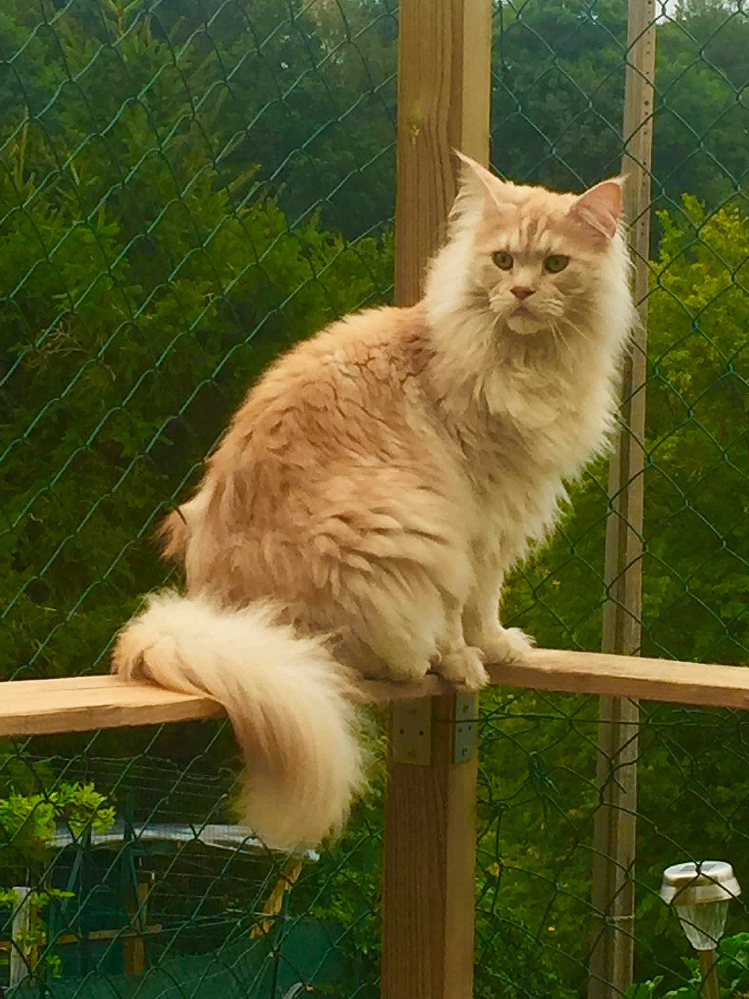 Nogal participe au concours pour gagner de l'argent avec cette photo : british_longhair, carnivore, cat, fawn, felidae, fence, fur, grass, mesh, persian, plant, ragdoll, small_to_medium_sized_cats, tail, terrestrial_animal, tree, whiskers, window, wood