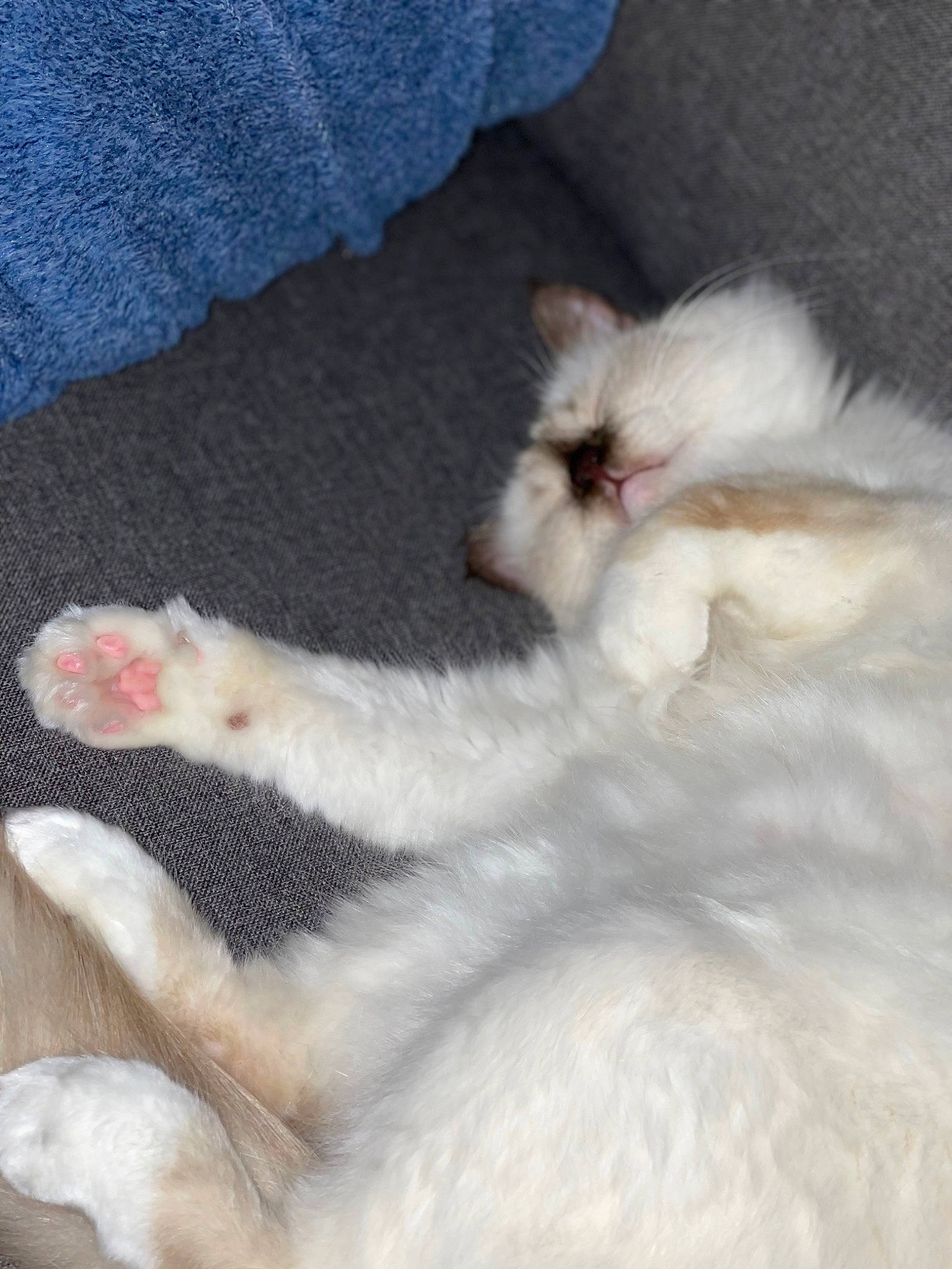 Chanel participe au concours pour gagner de l'argent avec cette photo : canidae, carnivore, cat, claw, comfort, dog_breed, fawn, felidae, foot, fur, mammal, nap, paw, ragdoll, small_to_medium_sized_cats, tail, toe, whiskers