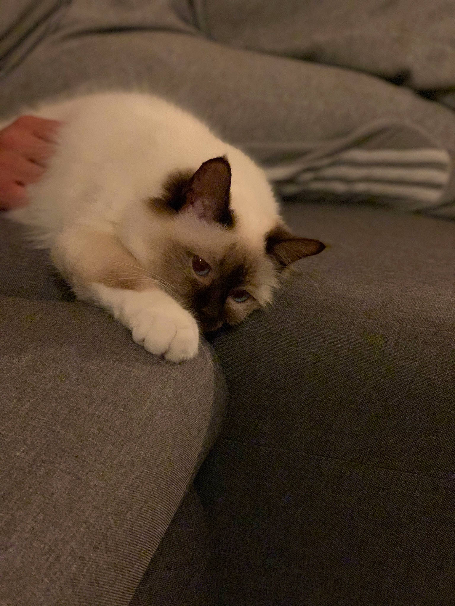 Chanel participe au concours pour gagner de l'argent avec cette photo : carnivore, cat, claw, comfort, eye, fawn, felidae, flooring, foot, fur, hardwood, paw, small_to_medium_sized_cats, snout, tail, terrestrial_animal, whiskers