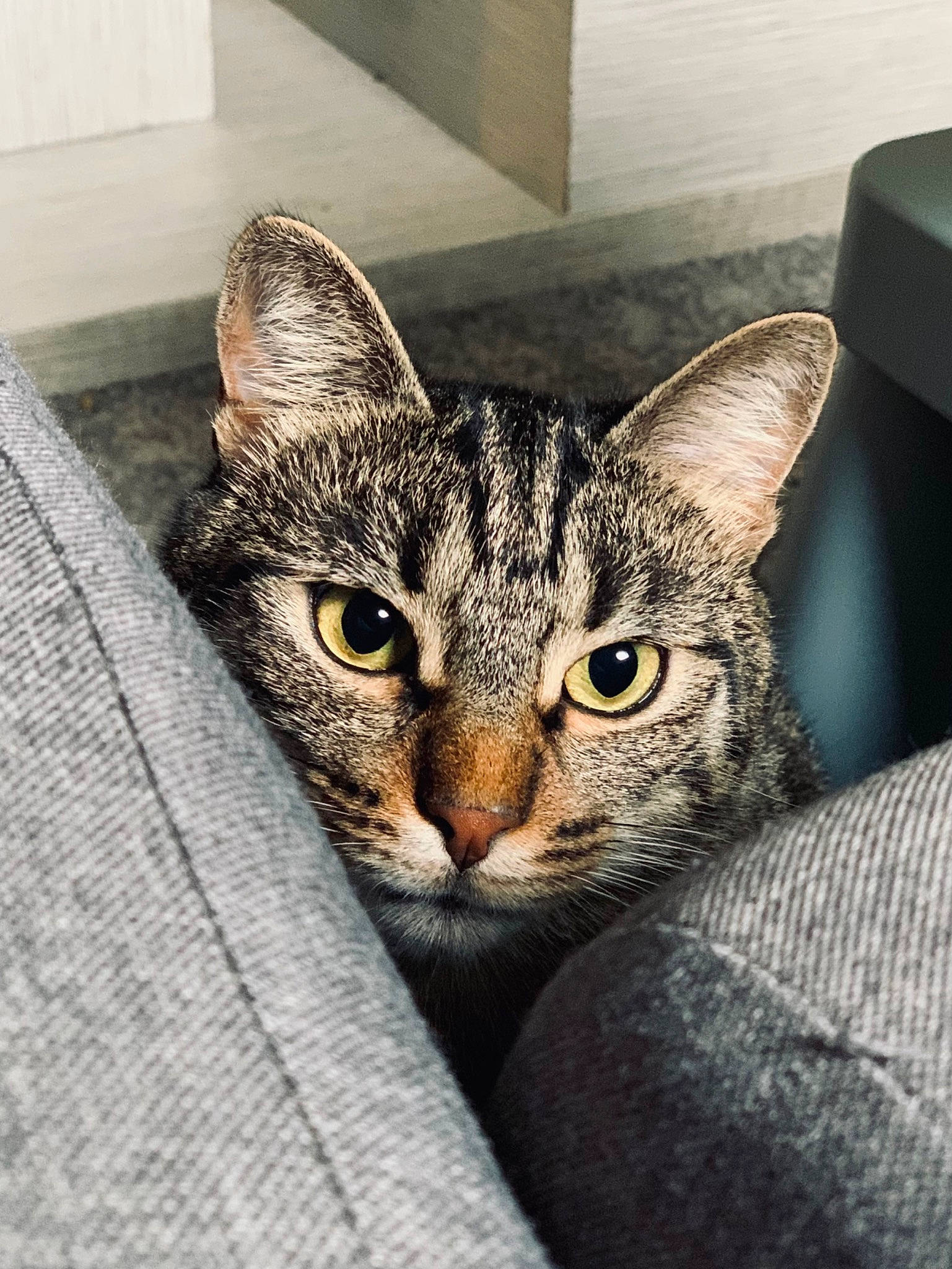 Zizou participe au concours pour gagner de l'argent avec cette photo : carnivore, cat, comfort, domestic_short_haired_cat, door, felidae, fur, grey, metal, paw, small_to_medium_sized_cats, snout, whiskers, window