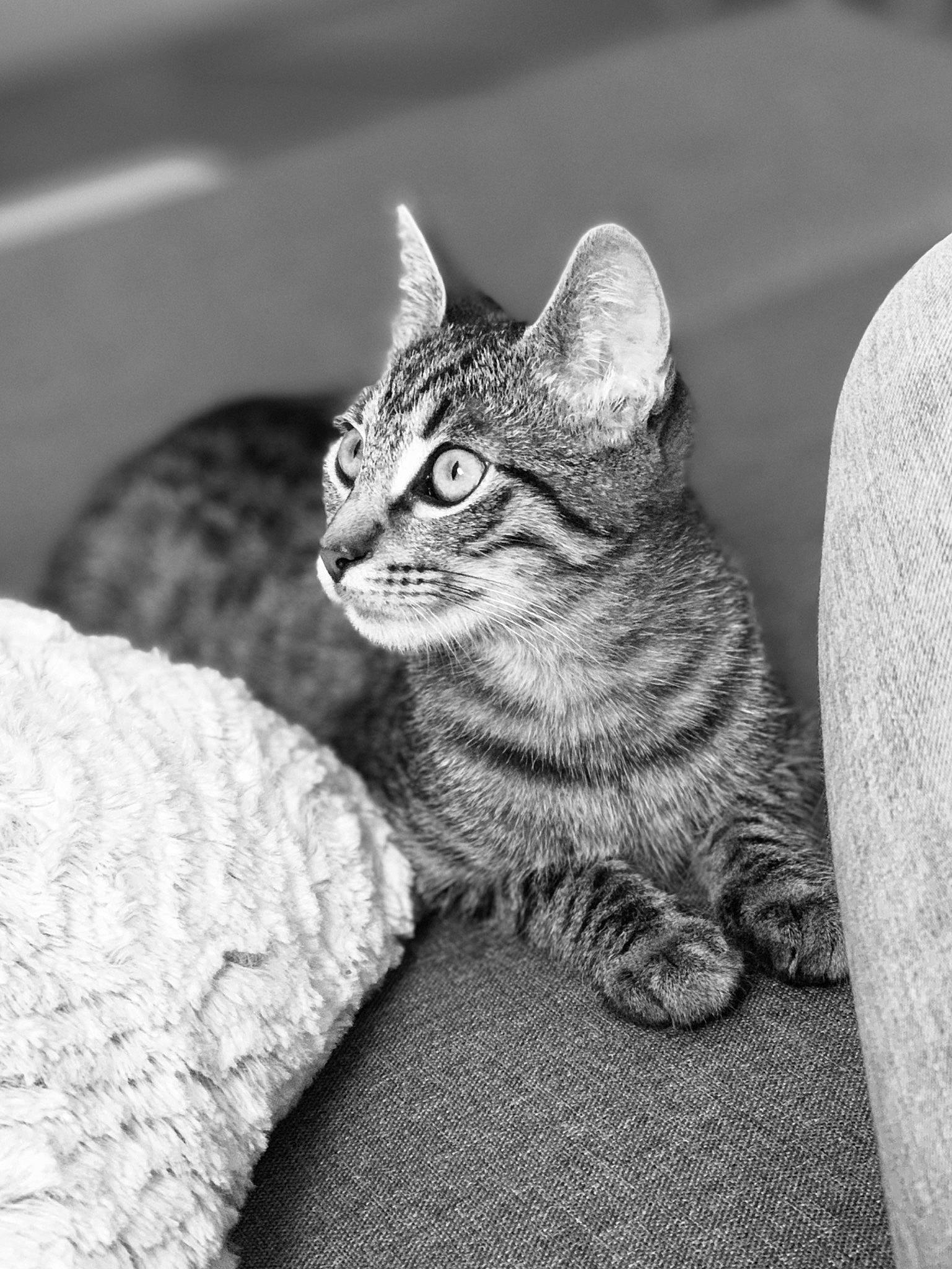 Zizou a rejoint le concours — aidez-le/la à gagner de superbes lots ! black_and_white, carnivore, cat, claw, close_up, comfort, domestic_short_haired_cat, felidae, fur, grey, monochrome, monochrome_photography, paw, sitting, small_to_medium_sized_cats, snout, style, tail, terrestrial_animal, whiskers