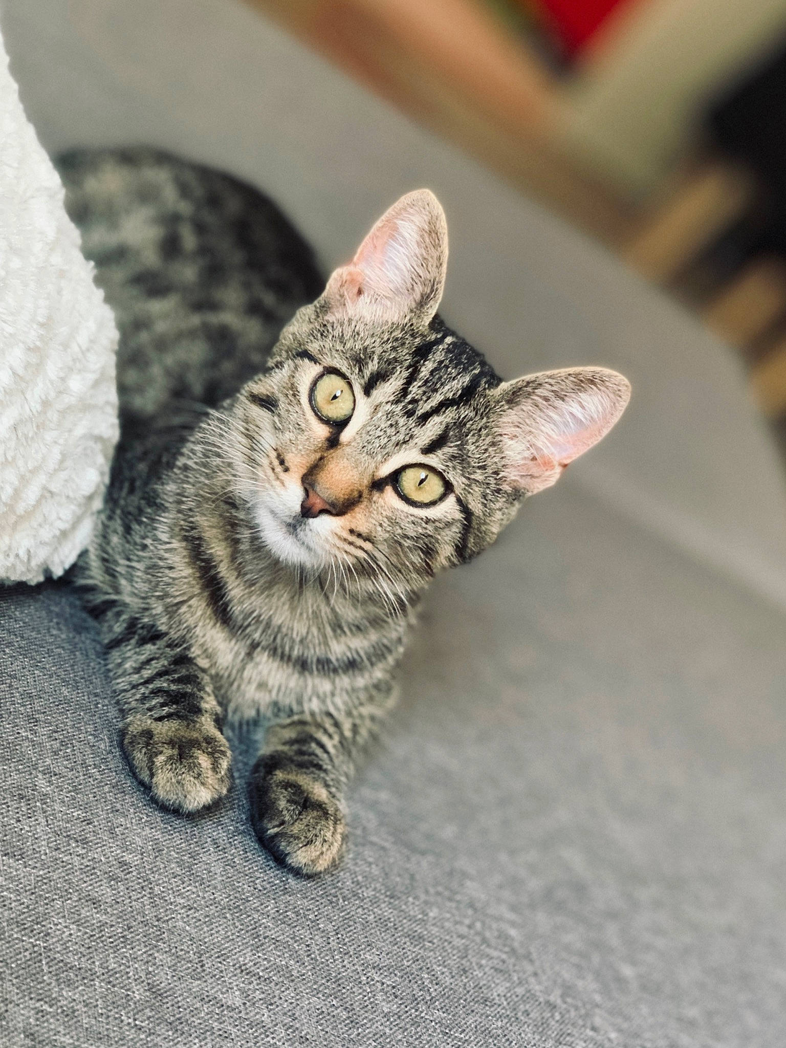 Zizou participe au concours pour gagner de l'argent avec cette photo : art, carnivore, cat, claw, domestic_short_haired_cat, felidae, flooring, fur, grey, paw, small_to_medium_sized_cats, tail, terrestrial_animal, whiskers, wood
