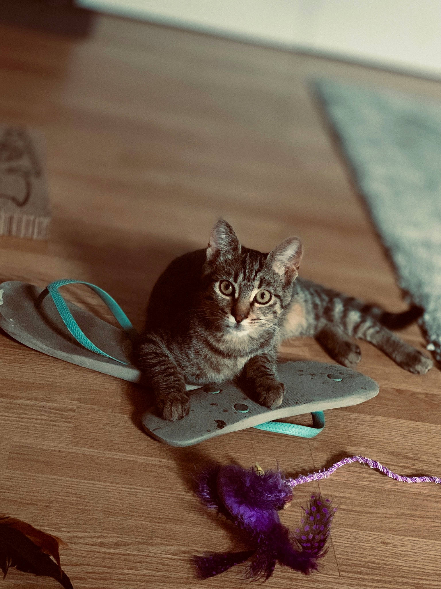 Zizou a rejoint le concours — aidez-le/la à gagner de superbes lots ! carnivore, cat, cat_toy, claw, domestic_short_haired_cat, fawn, felidae, flooring, foot, fur, hardwood, metal, paw, purple, small_to_medium_sized_cats, snout, tail, terrestrial_animal, whiskers, wood