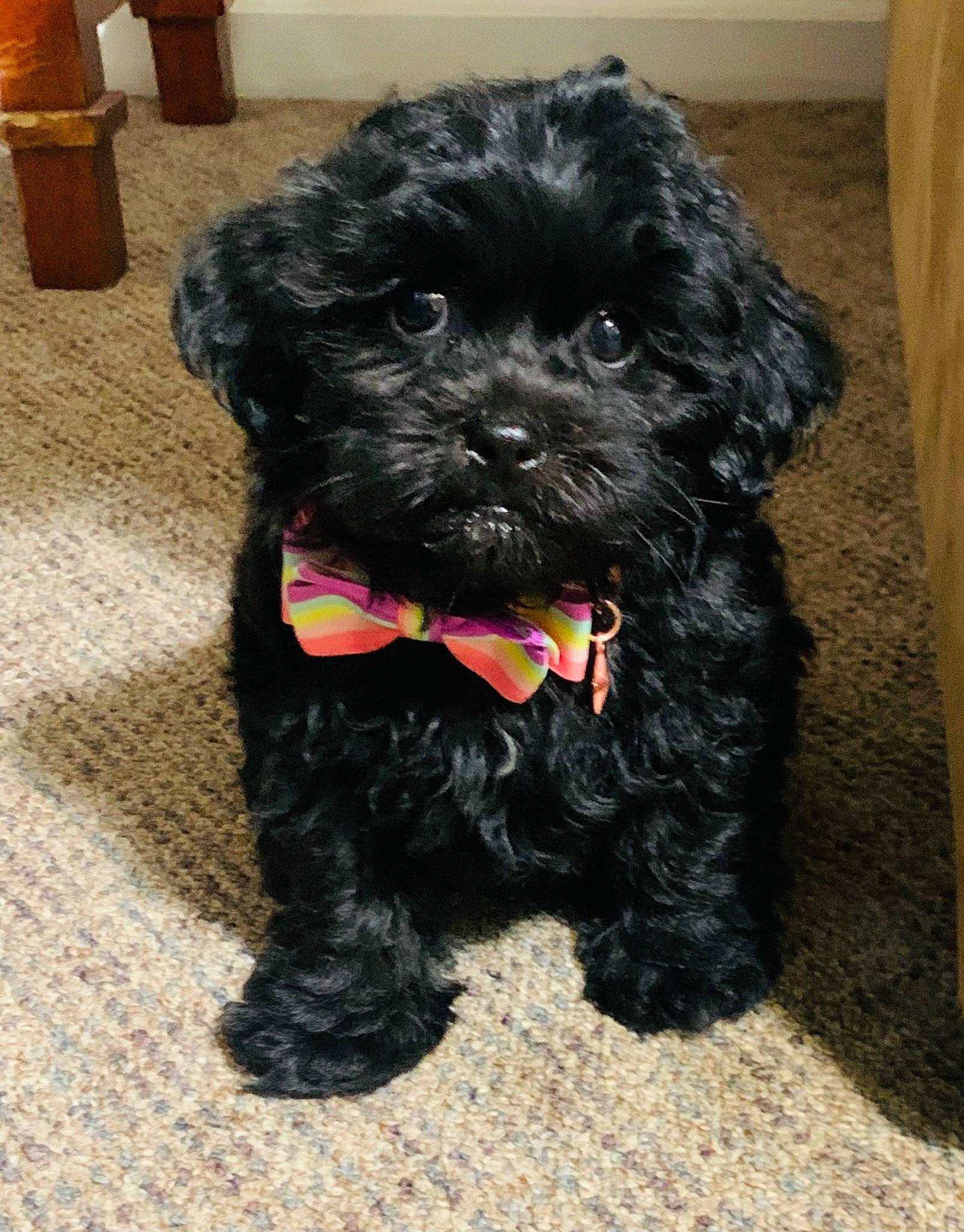 Harley joined the competition — help win amazing prizes! canidae, carnivore, companion_dog, dog, dog_breed, dog_supply, fur, liver, maltepoo, non_sporting_group, poodle_crossbreed, puppy, small_terrier, snout, sporting_group, terrier, toy_dog, water_dog, working_animal, yorkipoo