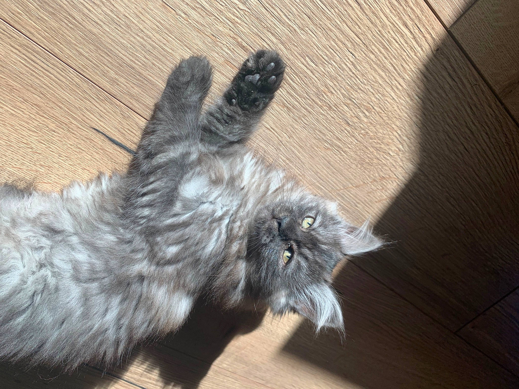 Xana a rejoint le concours — aidez-le/la à gagner de superbes lots ! black_cat, carnivore, cat, claw, comfort, dog_breed, domestic_short_haired_cat, felidae, flooring, fur, grey, hardwood, laminate_flooring, paw, small_to_medium_sized_cats, snout, sporting_group, tail, whiskers, wood