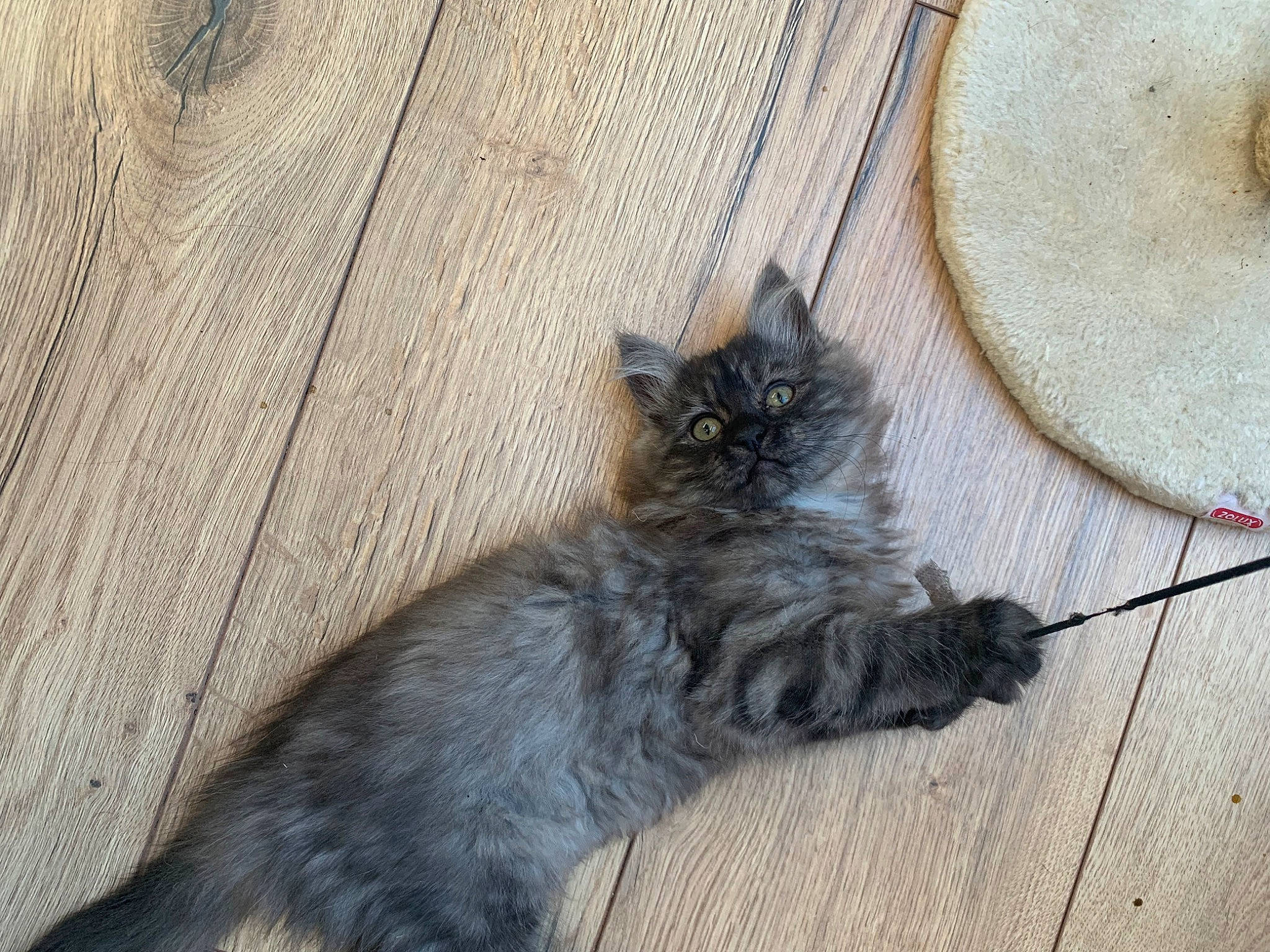 Xana a rejoint le concours — aidez-le/la à gagner de superbes lots ! black_cat, carnivore, cat, claw, dog_breed, domestic_short_haired_cat, fawn, felidae, flooring, fur, grey, hardwood, paw, small_to_medium_sized_cats, snout, tail, terrestrial_animal, whiskers, wood, wood_stain