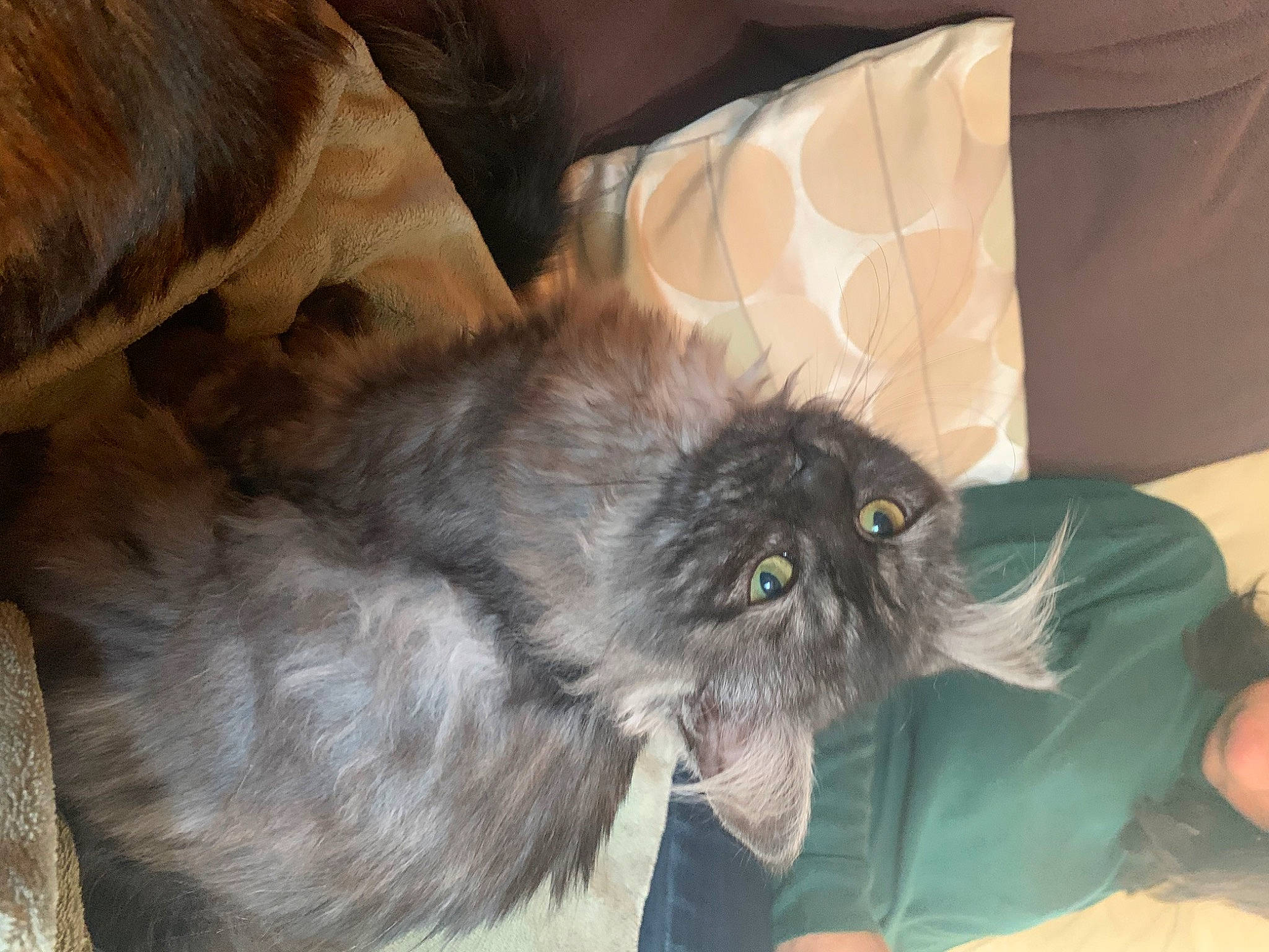 Xana a rejoint le concours — aidez-le/la à gagner de superbes lots ! british_longhair, canidae, carnivore, cat, claw, comfort, companion_dog, couch, dog_breed, fawn, felidae, fur, liver, paw, small_to_medium_sized_cats, snout, sporting_group, tail, toy_dog, whiskers