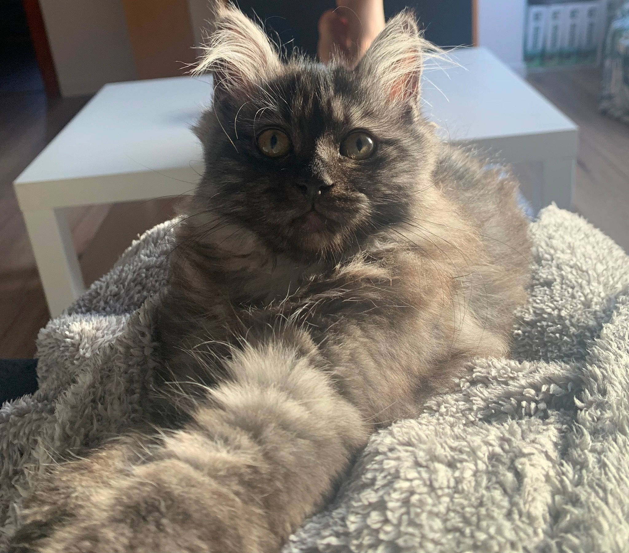 Xana a rejoint le concours — aidez-le/la à gagner de superbes lots ! box, carnivore, cat, claw, comfort, domestic_short_haired_cat, felidae, fur, maine_coon, paw, selkirk_rex, small_to_medium_sized_cats, snout, tail, terrestrial_animal, whiskers