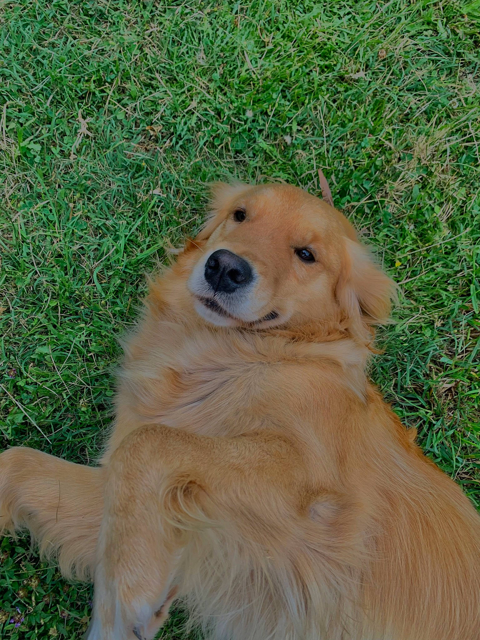 Maybel participe au concours pour gagner de l'argent avec cette photo : ancient_dog_breeds, canidae, carnivore, companion_dog, dog, dog_breed, fawn, fur, golden_retriever, grass, gun_dog, plant, retriever, snout, sporting_group, terrestrial_animal, working_animal, working_dog