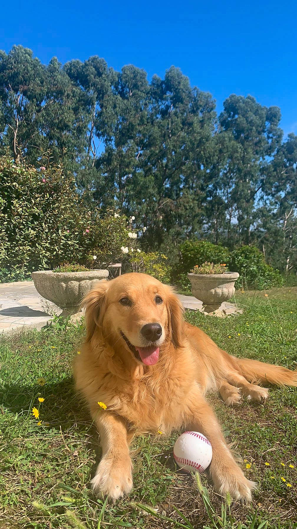 Maybel a rejoint le concours — aidez-le/la à gagner de superbes lots ! ball, canidae, carnivore, companion_dog, dog, dog_breed, fawn, golden_retriever, grass, gun_dog, landscape, paw, plant, retriever, sky, snout, sporting_group, tail, tree, working_dog