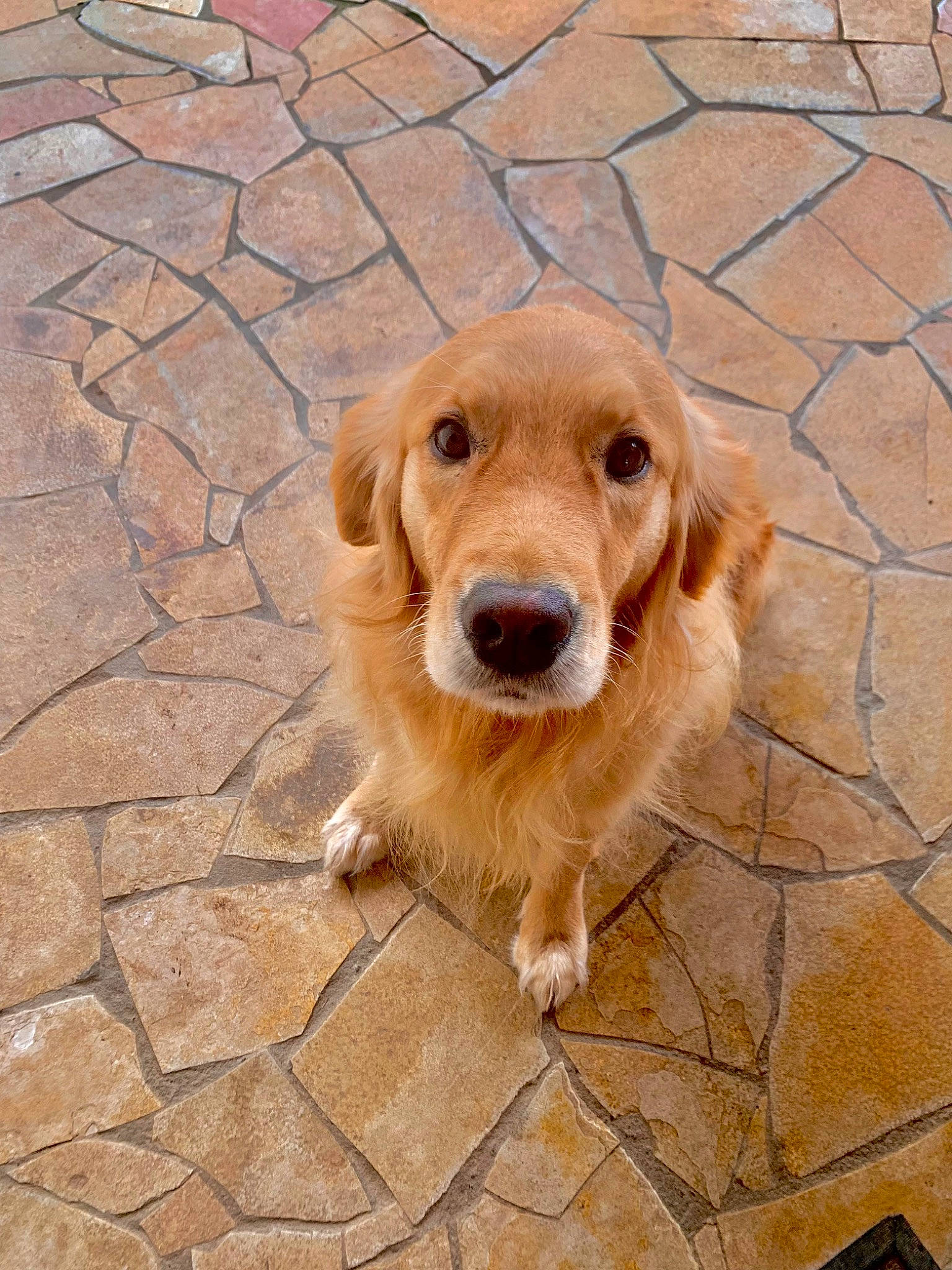 Maybel participe au concours pour gagner de l'argent avec cette photo : canidae, carnivore, cobblestone, companion_dog, dog, dog_breed, fawn, flooring, fur, liver, paw, plant, retriever, road_surface, snout, sporting_group, terrestrial_animal, whiskers, wood, working_animal