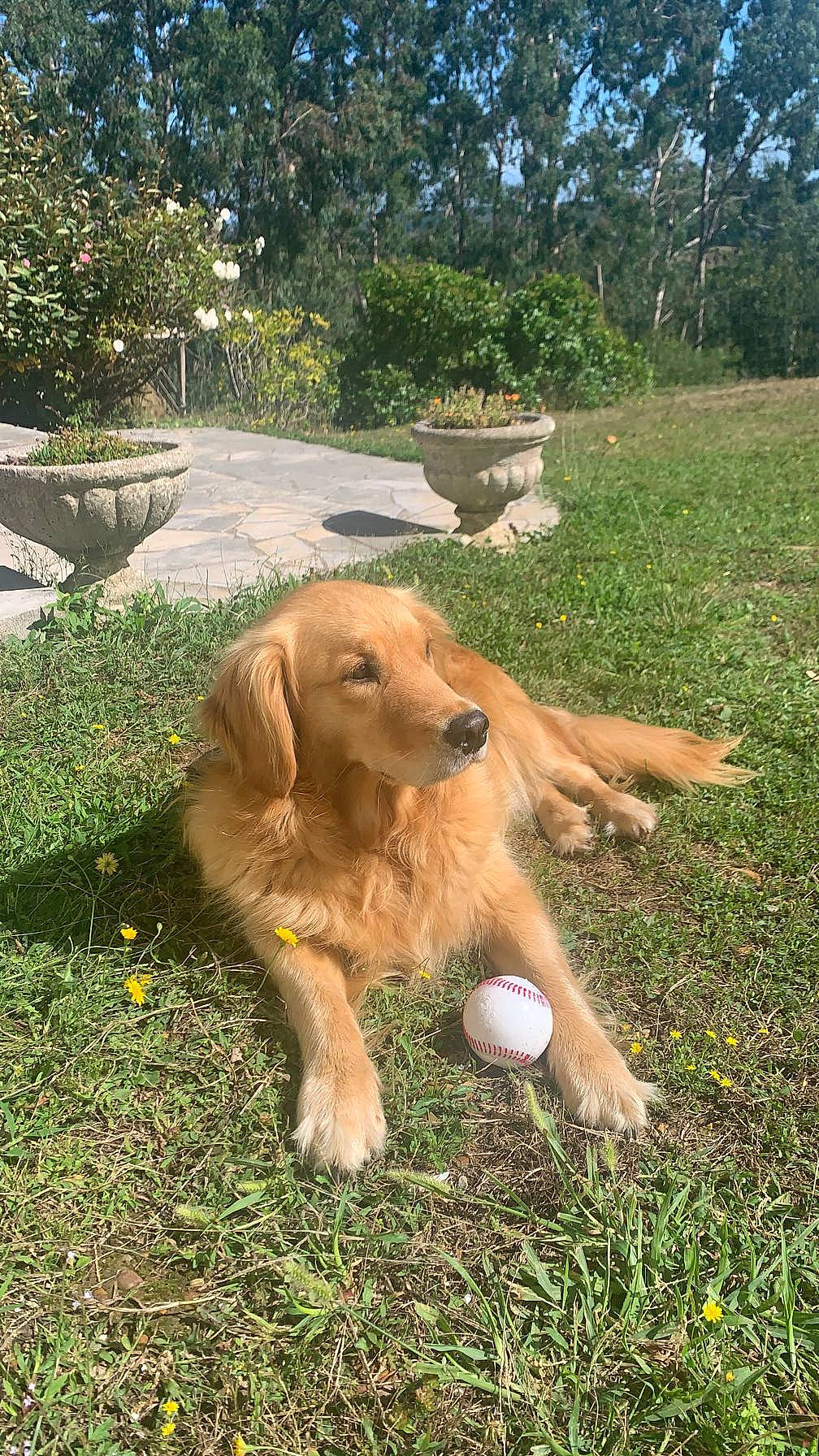 Maybel participe au concours pour gagner de l'argent avec cette photo : canidae, carnivore, companion_dog, dog, dog_breed, fawn, garden, grass, groundcover, gun_dog, liver, paw, plant, retriever, sporting_group, tail, tree, wildlife, working_animal