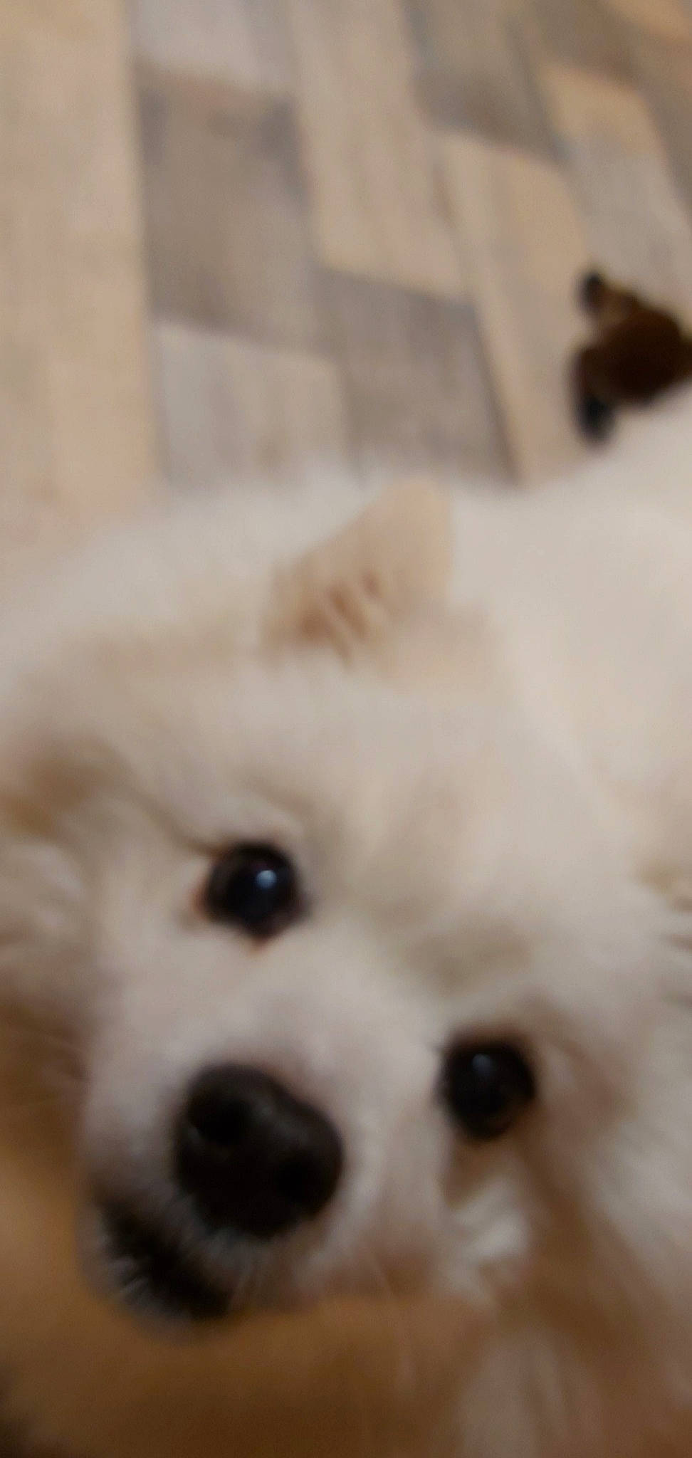 Leigha is registered to the contest to win money with this photo: american_eskimo_dog, bichon, canidae, carnivore, companion_dog, dog, dog_breed, japanese_spitz, kintamani, maltese, mammal, nose, pomeranian, puppy, rare_breed_dog, samoyed, snout, spitz, vertebrate, volpino_italiano