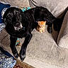 animal, black_dog, blanket, carpet, companion, couch, cozy, cute, dog, friendship, fur, indoor, kitten, large, living_room, orange_kitten, pet, relaxing, resting, small