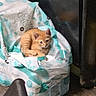 Dreamy joined the competition — help win amazing prizes! animal, cat, cozy, curiosity, curled_up, cute, domestic_cat, feline, floor, flooring, household, indoor, kitten, orange_cat, pet, plastic_package, quiet, resting, sitting, small_animal