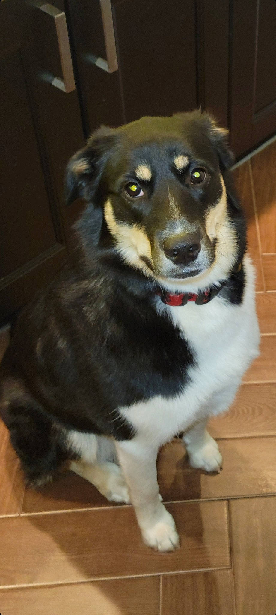 Hennessey joined the competition — help win amazing prizes! ancient_dog_breeds, borador, canidae, carnivore, collar, companion_dog, dog, dog_breed, fur, guard_dog, herding_dog, pet_supply, puppy, snout, sporting_group, tail, terrestrial_animal, whiskers, working_animal, working_dog