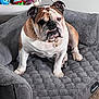 animal, bulldog, carpet, companion, cute, dog, dog_breed, expression, furniture, gold_chain, gray_bed, household, indoor, paw_tag, pet, pet_bed, plush, portrait, sitting, toys