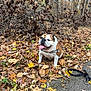 autumn, brown, bulldog, canine, daylight, dog, fall_season, fallen_leaves, happy, leash, leaves, nature, outdoor, park, pavement, pet, sitting, tongue_out, tree_branches, white