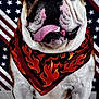 american_flag, animal, background, bandana, bulldog, close_up, cute, dog, ears, expression, face, flame_pattern, fur, indoor, nose, patriotic, pet, portrait, sitting, tongue_out