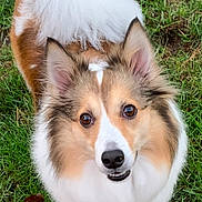 Allie Jo joined the competition — help win amazing prizes! animal, brown, canine, cute, dog, ears, eyes, fluffy, friendly, fur, grass, looking_up, nature, nose, outdoor, pet, portrait, tail, tan, white
