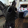 Fish joined the competition — help win amazing prizes! animal, black_dog, blanket, brick_wall, canine, close_up, couch, curious, dog, ears, fireplace, furniture, home, indoor, living_room, nose, pet, portrait, white_chest_marking, wood_floor