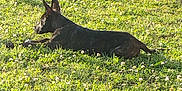 Fish joined the competition — help win amazing prizes! animal, canine, daylight, dog, fence, field, grass, greenery, leisure, mammal, nature, outdoor, park, pet, relaxing, resting, shadow, summer, sunlight, wildflowers