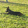 animal, canine, daylight, dog, fence, field, grass, greenery, leisure, mammal, nature, outdoor, park, pet, relaxing, resting, shadow, summer, sunlight, wildflowers