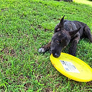 Fish is registered to the contest to win money with this photo: animal, brown_eyes, chewing, close_up, daylight, dog, ears, frisbee, fun, grass, greenery, lying_down, nature, outdoor, pet, playful, puppy, snout, summer, young_dog