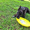 animal, brown_eyes, chewing, close_up, daylight, dog, ears, frisbee, fun, grass, greenery, lying_down, nature, outdoor, pet, playful, puppy, snout, summer, young_dog