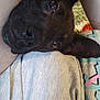 Fish is registered to the contest to win money with this photo: animal, black_dog, casual_clothing, close_up, companion, cozy, cute, dog, ears, face, friendship, fur, indoor, lap, looking_up, patterned_background, person, pet, relaxed, resting