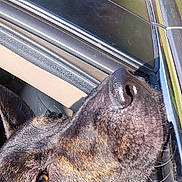 Fish is registered to the contest to win money with this photo: animal, canine, car, closeup, daylight, dog, ear, fur, greenery, nature, nose, outdoor, pet, reflection, road, sideview, sunlight, travel, vehicle, window