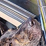 animal, canine, car, closeup, daylight, dog, ear, fur, greenery, nature, nose, outdoor, pet, reflection, road, sideview, sunlight, travel, vehicle, window