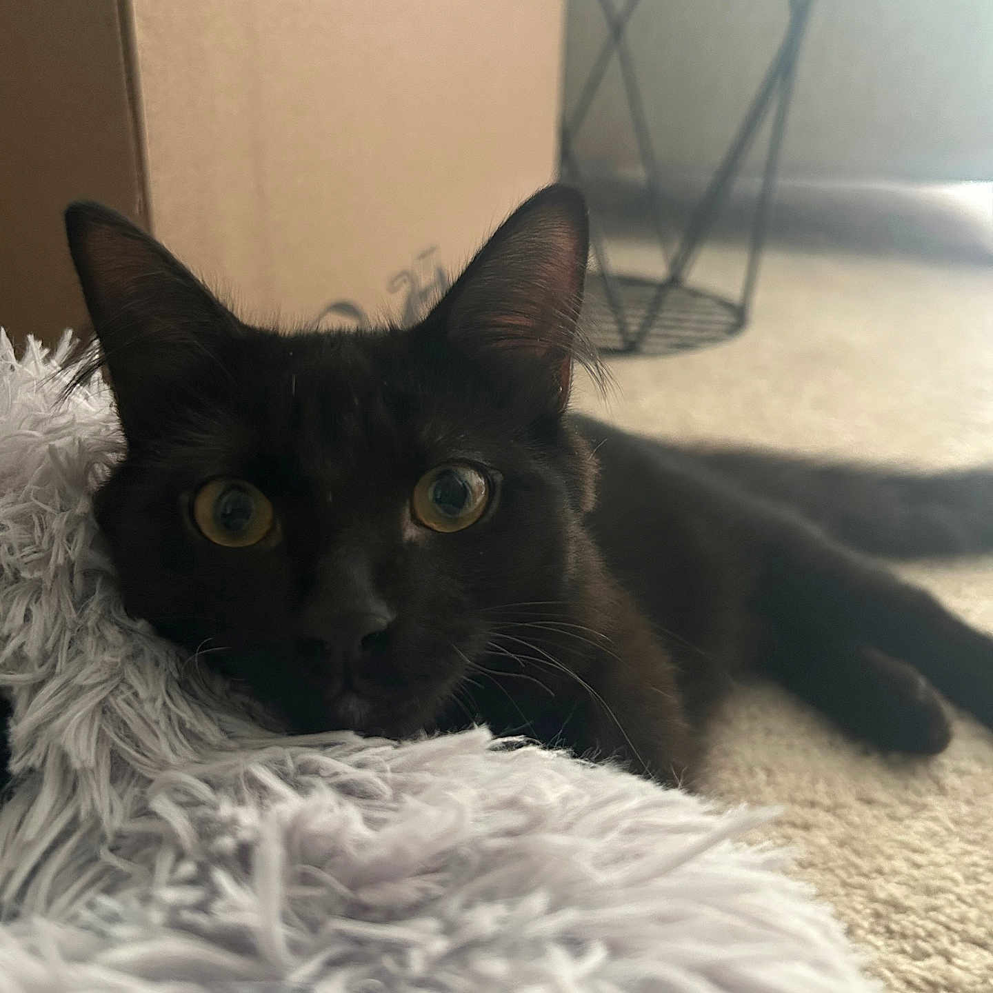 Rocky Road is registered to the contest to win money with this photo: animal, black_cat, cardboard_box, carpet, cat, close_up, cozy, curious, ears, feline, fluffy_blanket, indoor, laying_down, metal_basket, pet, resting, soft_lighting, tail, whiskers, wide_eyes