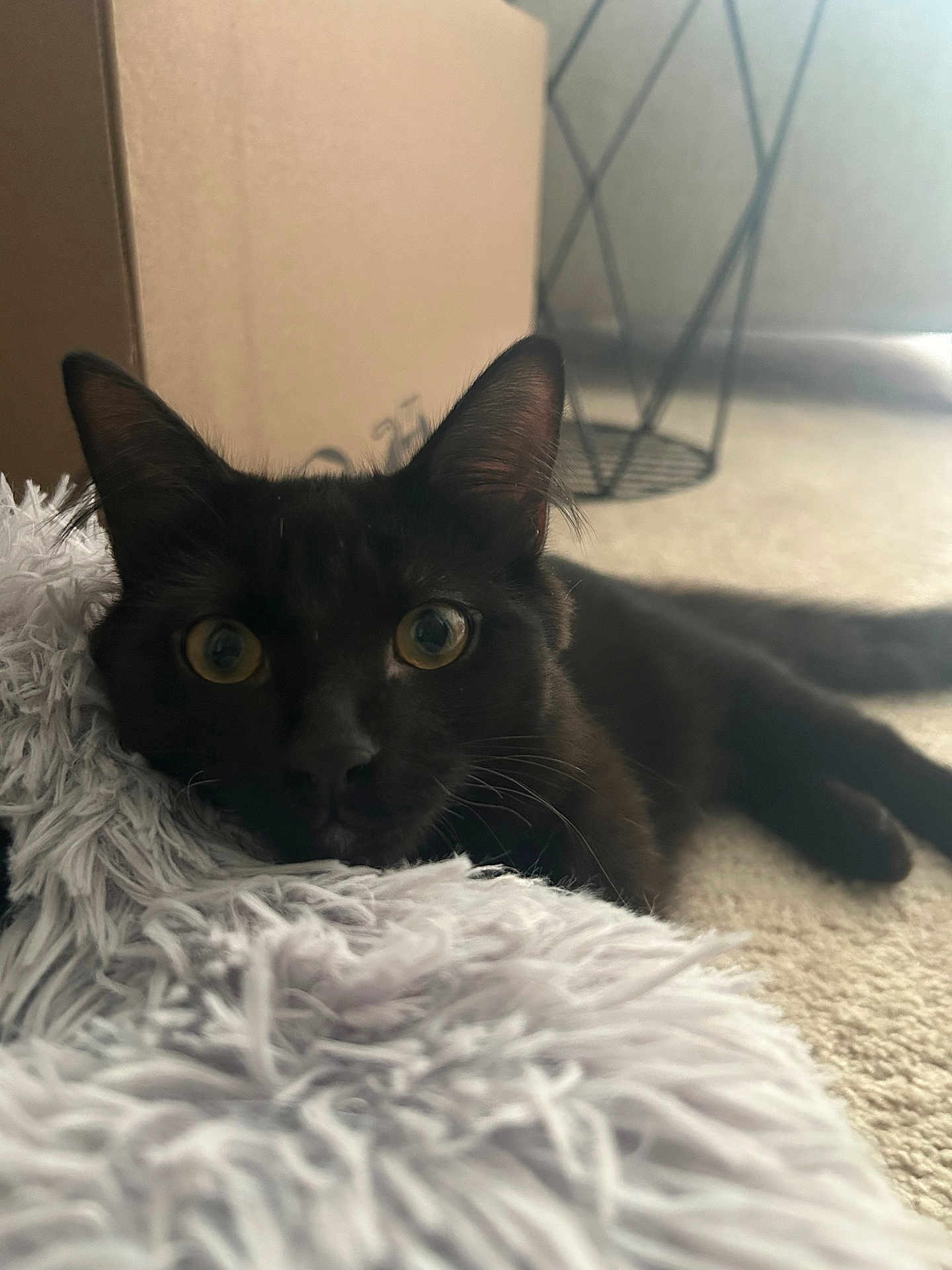 Rocky Road is registered to the contest to win money with this photo: black_cat, cat, fluffy_blanket, cardboard_box, metal_basket, carpet, indoor, pet, animal, feline, close_up, wide_eyes, resting, curious, soft_lighting, cozy, laying_down, whiskers, ears, tail