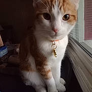 Ginger is registered to the contest to win money with this photo: cat, orange, white, pet, collar, tag, window, indoor, fur, whiskers, sitting, curious, closeup, animal, domestic, cute, face, eyes, nose, soft_light