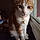 Ginger