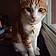 Ginger