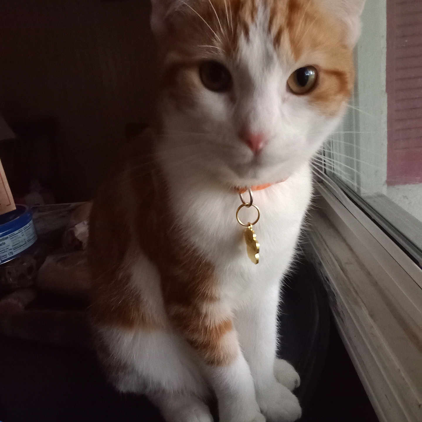 Ginger
