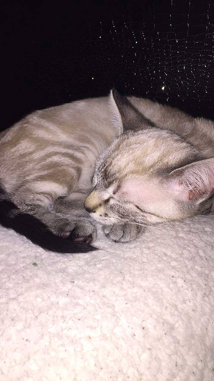 Paya a rejoint le concours — aidez-le/la à gagner de superbes lots ! american_shorthair, asian, burmilla, carnivore, cat, domestic_short_haired_cat, ear, egyptian_mau, european_shorthair, fawn, felidae, fur, kitten, nap, sleep, small_to_medium_sized_cats, snout, tabby_cat, whiskers