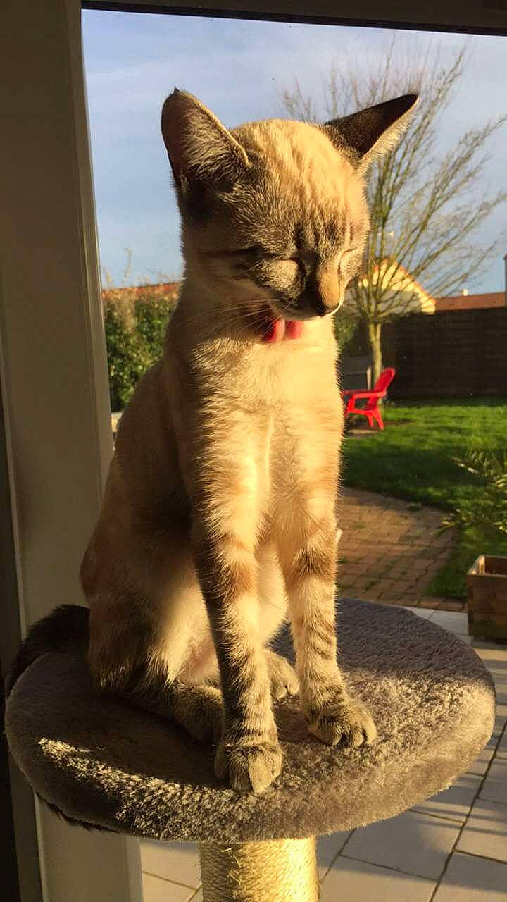 Paya participe au concours pour gagner de l'argent avec cette photo : asian, carnivore, cat, domestic_short_haired_cat, european_shorthair, fawn, felidae, german_rex, mammal, small_to_medium_sized_cats, tabby_cat, tail, vertebrate, whiskers