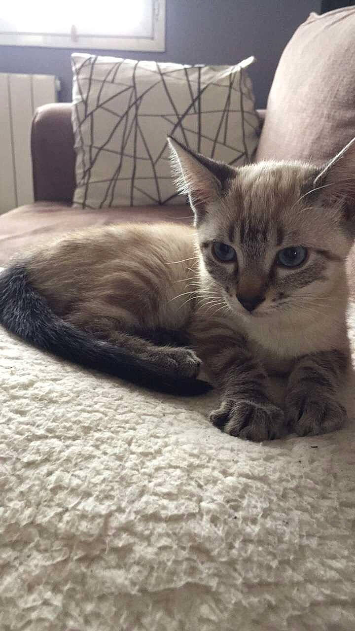 Paya a rejoint le concours — aidez-le/la à gagner de superbes lots ! asian, burmese, carnivore, cat, domestic_short_haired_cat, european_shorthair, fawn, felidae, kitten, mammal, oriental_longhair, small_to_medium_sized_cats, tabby_cat, thai, tonkinese, vertebrate, whiskers