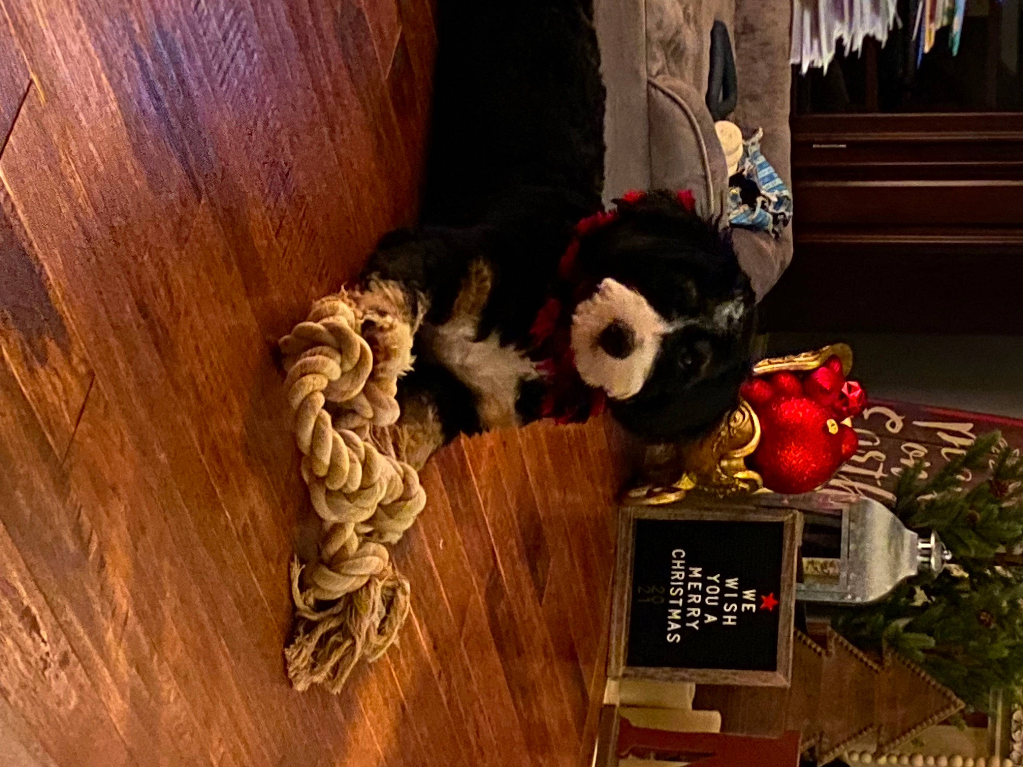 Barli joined the competition — help win amazing prizes! art, carmine, fictional_character, flooring, fur, hardwood, house, houseplant, plant, plush, plywood, room, stuffed_toy, toy, tree, varnish, window, wood, wood_stain