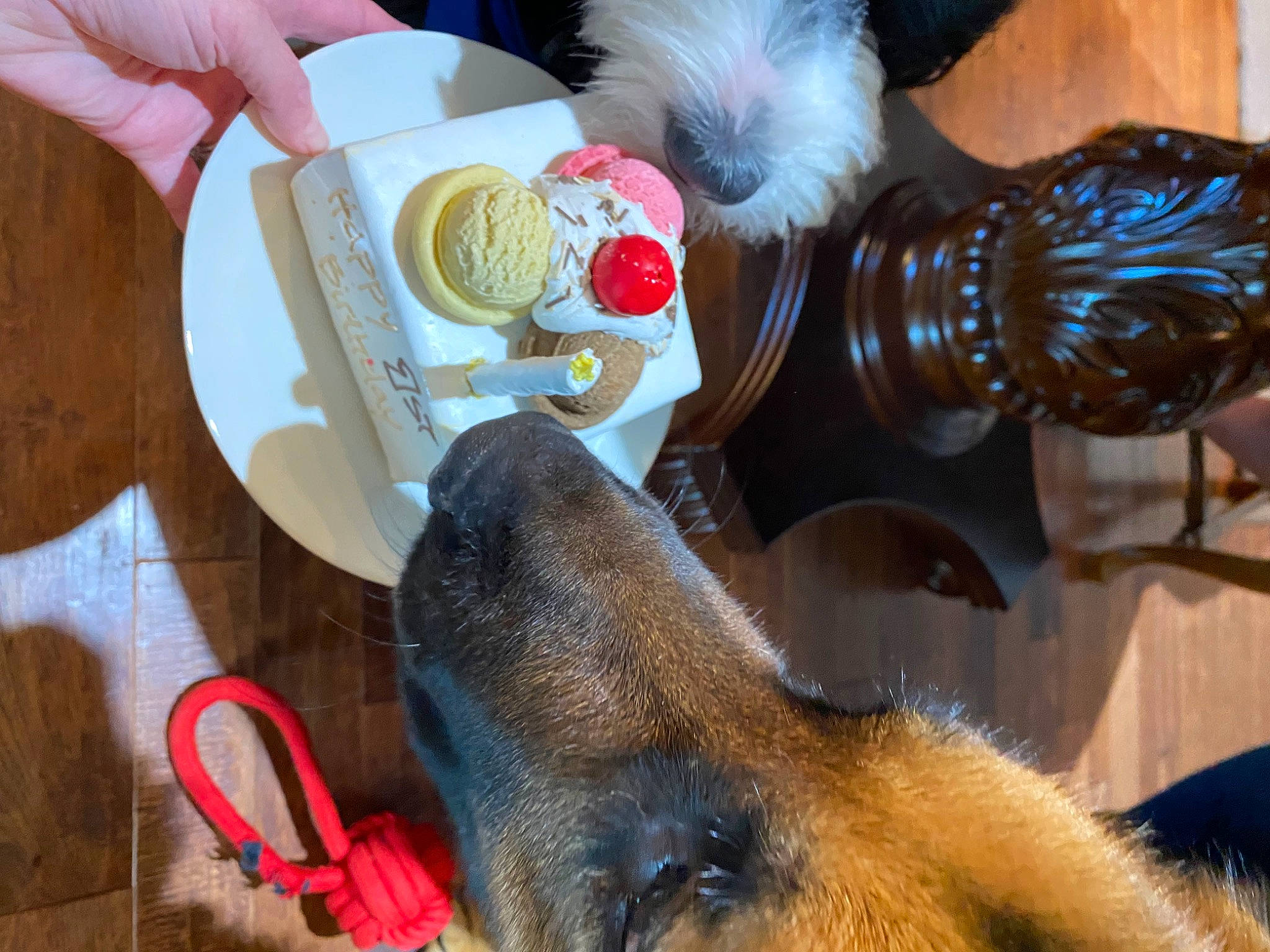 Barli is registered to the contest to win money with this photo: canidae, comfort_food, event, food, fur, junk_food, livestock, pack_animal, stuffed_toy, sweetness, tableware, tail, terrestrial_animal, toy, working_animal