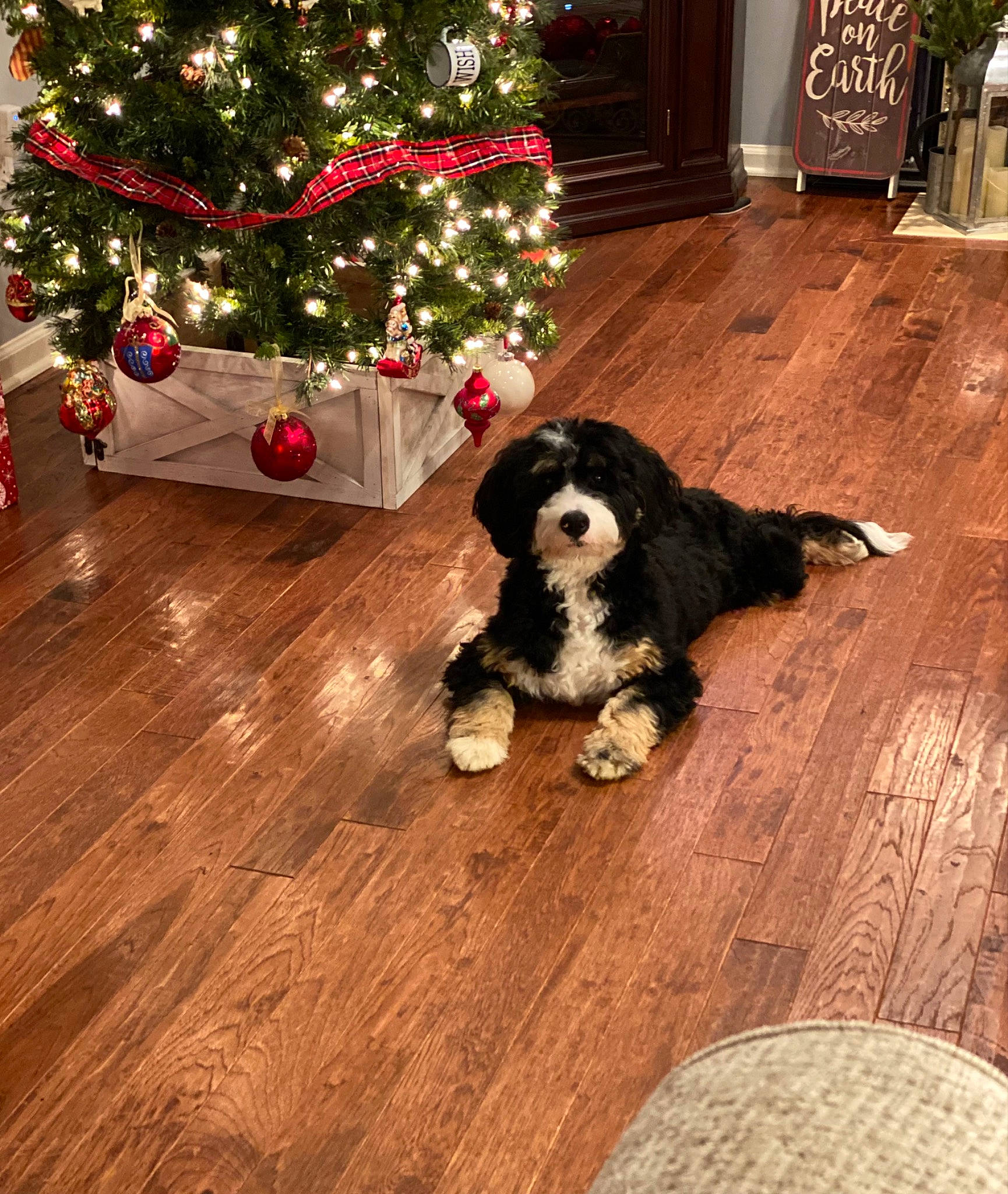 Barli joined the competition — help win amazing prizes! carnivore, christmas_ornament, christmas_tree, companion_dog, dog, dog_breed, event, evergreen, floor, flooring, hardwood, holiday_ornament, laminate_flooring, living_room, ornament, plant, spaniel, tree, wood, working_animal