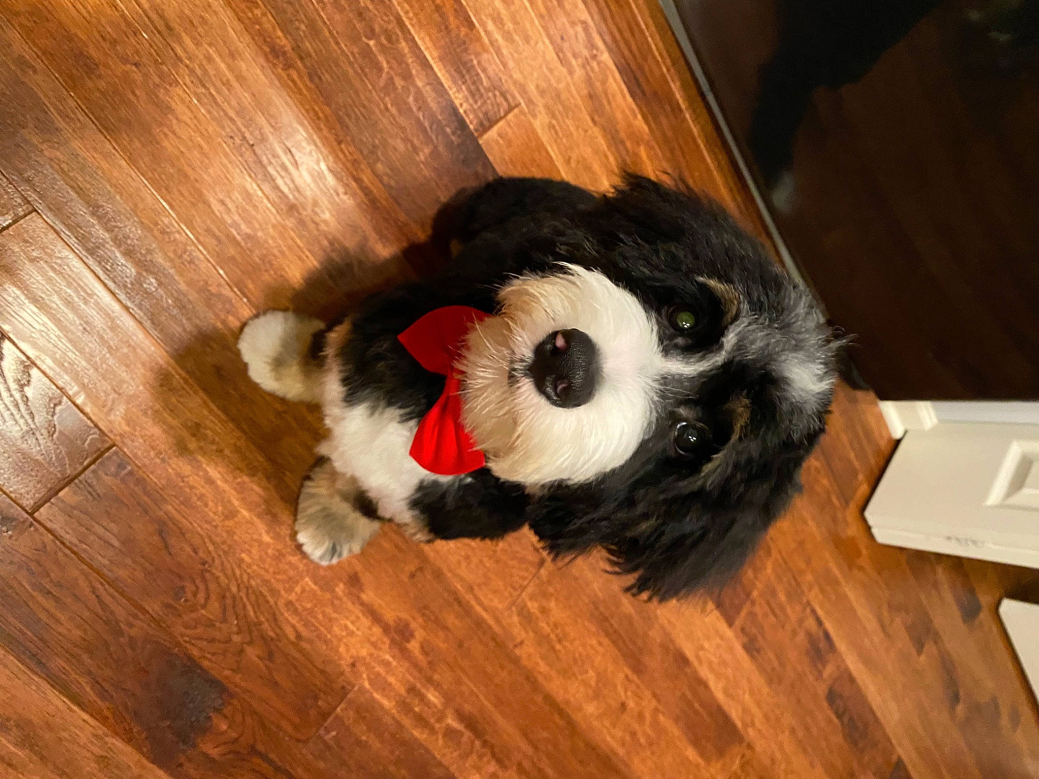 Barli joined the competition — help win amazing prizes! carnivore, companion_dog, dog_breed, felidae, flooring, fur, hardwood, laminate_flooring, plank, red_panda, small_to_medium_sized_cats, stuffed_toy, tail, toy, varnish, whiskers, wood, wood_flooring, wood_stain, working_animal