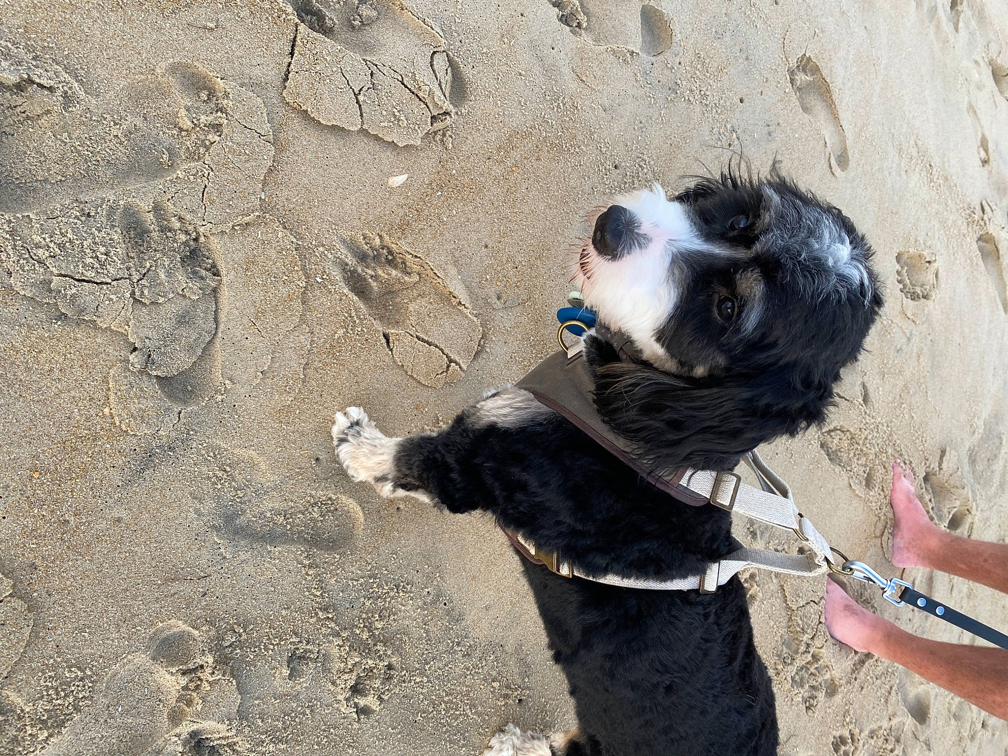 Barli is registered to the contest to win money with this photo: adventure, carnivore, collar, companion_dog, dog, dog_breed, dog_collar, dog_supply, fawn, foot, fur, leash, paw, pet_supply, recreation, rock, sand, soil, tail, working_animal